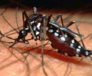 Chikungunya