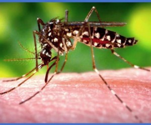 chikungunya-mosquito-newsamericasnow
