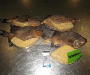 Coke In Jamaican Fried Fish Bust In Miami cocaine_in_fried_fish