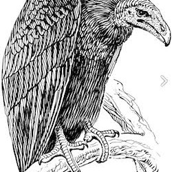 Obama’s America – Episode # 227 – More Obama Care .. Less vultures_obama_care