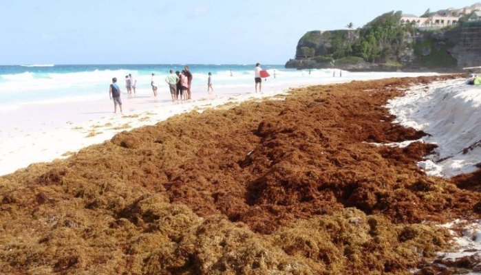 caribbean_seaweed_crisis