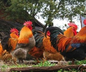 Obama’s America – Episode # 261 – Blaming Obama hens