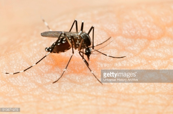 zika-virus-aedes-mosquito
