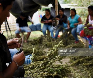 colombia-marijuana