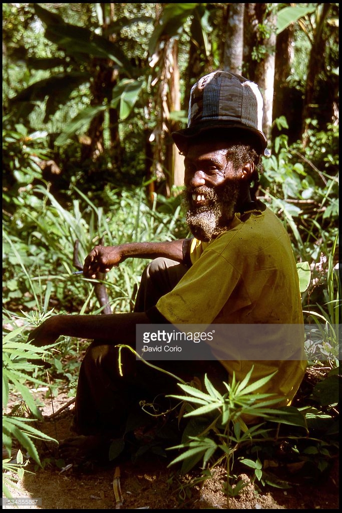 Jamaica marijuana