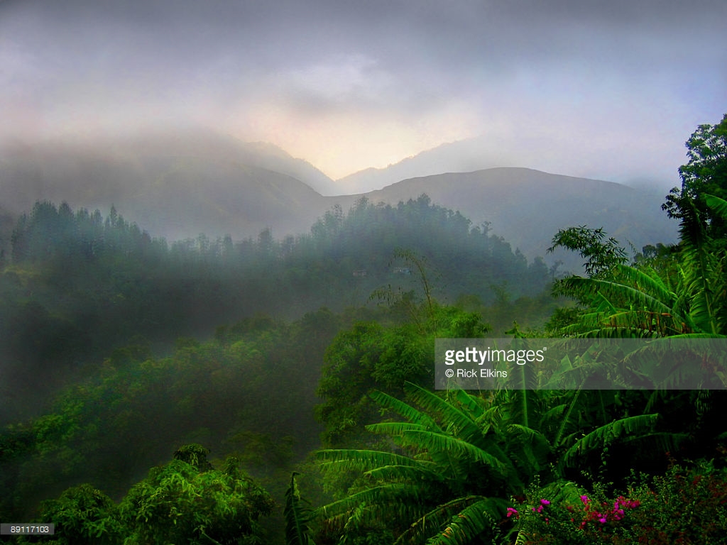 Tropical-Rain-forest-jamaica
