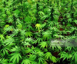marijuana-fields