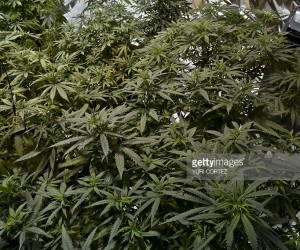 mexico-marijuana-greenhouse
