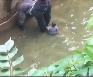 Harambe The Gorilla’s Link To Rita Marley harambe-the-gorilla