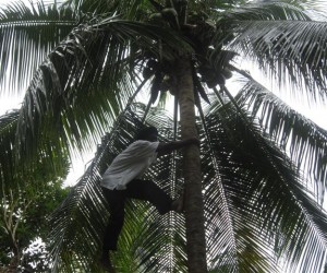 Caribbean Nations Not World’s Top Coconut Producers coconut-plantation-Jamaica