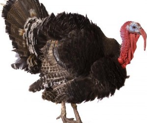 Obama’s America – Episode # 304 – Barack Obama In Deep Denial turkey