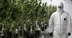 This Canadian Company Gets Into The Medical Marijuana Business In Jamaica tweed-opens-in-jamaica