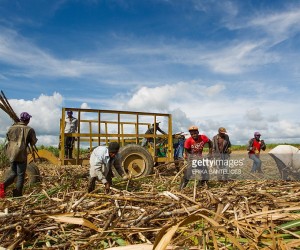 Caribbean Business – What’s The Future For Caribbean Sugar? sugar-cane-in-the-caribbean