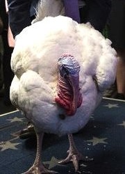 Trump’s America – Episode # 43 – Turkey In The White House – A Scary Thanksgiving Story turkey-pardon-by-trump