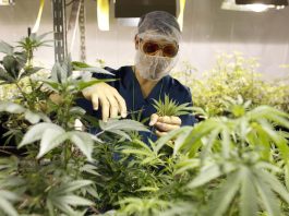 Puerto_Rico_Medical_Marijuana