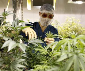 Marijuana News – Another Caribbean Country Looks To Legalize Ganja Puerto_Rico_Medical_Marijuana