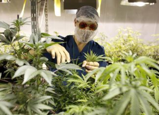 Marijuana News – Another Caribbean Country Looks To Legalize Ganja Puerto_Rico_Medical_Marijuana