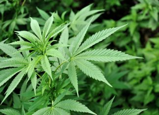 Marijuana News – This Canadian Company Eyes Aruba, Caribbean Market aruba-weed-deal