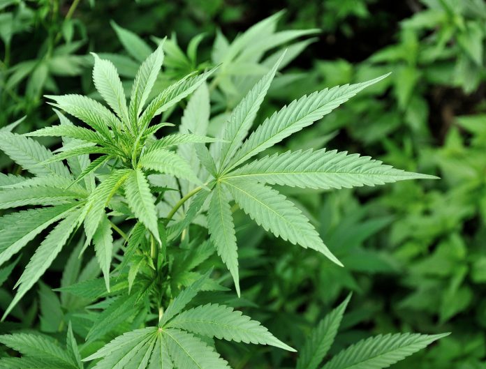 aruba-weed-deal aruba-weed-deal