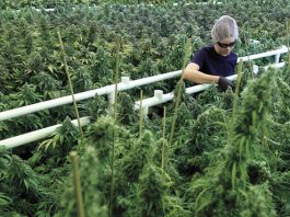 canopy-growth-weed-stocks-rising