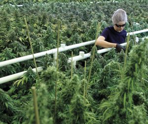 Marijuana News – With A Foot In The Caribbean, This Weed Company Sees It Stock Rising canopy-growth-weed-stocks-rising