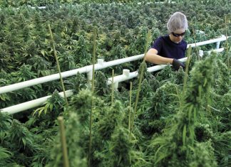 Marijuana News – With A Foot In The Caribbean, This Weed Company Sees It Stock Rising canopy-growth-weed-stocks-rising