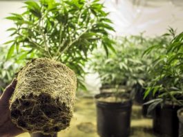 a-marijuana-dispensary-is-coming-to-jamaica