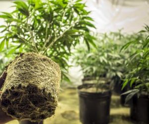 A Medical Marijuana Dispensary Is Coming to Jamaica a-marijuana-dispensary-is-coming-to-jamaica