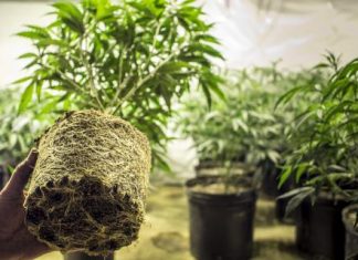 A Medical Marijuana Dispensary Is Coming to Jamaica a-marijuana-dispensary-is-coming-to-jamaica