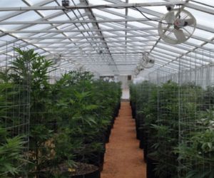 Marijuana News – Jamaica Gets First Legal Ganja Retailer kaya-farms-jamaica