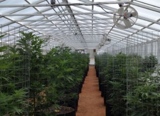 Marijuana News – Jamaica Gets First Legal Ganja Retailer kaya-farms-jamaica