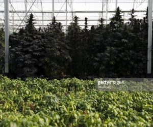 Marijuana News – The Price For Weed In These Latin America Cities Will Shock You Cannabis-plants