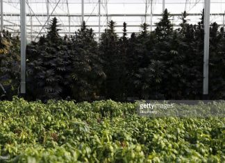 Marijuana News – The Price For Weed In These Latin America Cities Will Shock You Cannabis-plants