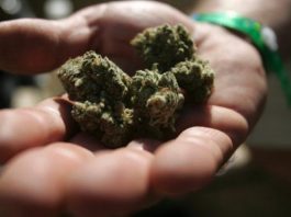 cannabis-consortium--inc-edibles