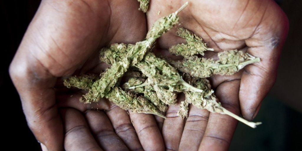 Marijuana News These Caribbean Nations Are Considered Major Illicit