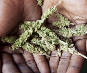 Marijuana News – These Caribbean Nations Are Considered Major Illicit Drug Countries jamaica-bud