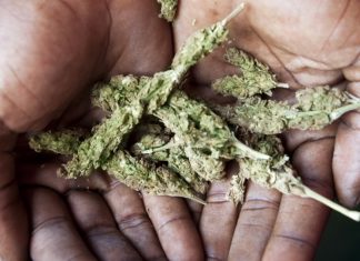 Marijuana News – These Caribbean Nations Are Considered Major Illicit Drug Countries jamaica-bud