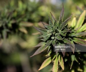 Marijuana News – Canadian Company Eyeing The Puerto Rico Cannabis Market marijuana