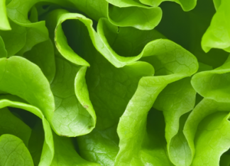 Eden Green Technology™, a Next-Generation Farming Company, Debuts Crisply, a Freshly Picked, Pesticide-, Herbicide- and Chemical-Free Produce Line eden-green-technologies