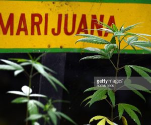 Jamaica Invests In In Marijuana Research jamaica-marijuana