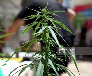 Marijuana News – This Caribbean Nation Leads On Medical Marijuana As Another Considers Loosening The Laws marijuana-bud