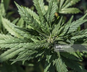 This Caribbean Nation Looks To Also Decriminalize Marijuana weed