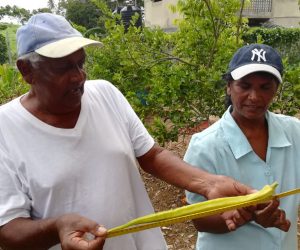 La Romaine couple reap 20-inch ochro long-ochro