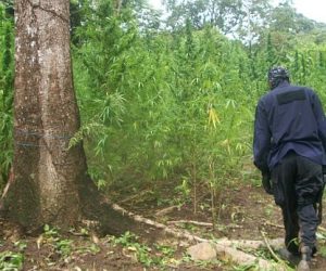This Caribbean Country Says Crime Before Marijuana Decriminalization marijuana-caribbean