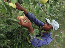 Caribbean-H-2A-agricultural-workers