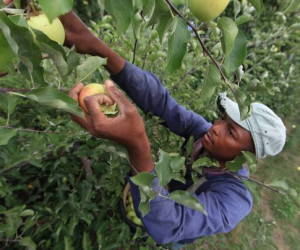 Trump Administration Shuts Door On Visa Exemptions For Caribbean Laborers Caribbean-H-2A-agricultural-workers