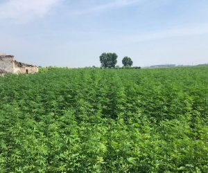 These Companies Make Early Push Into Caribbean, Latin America Marijuana Market Marijuana-Crop