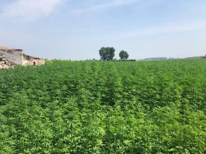 Marijuana-Crop Marijuana-Crop