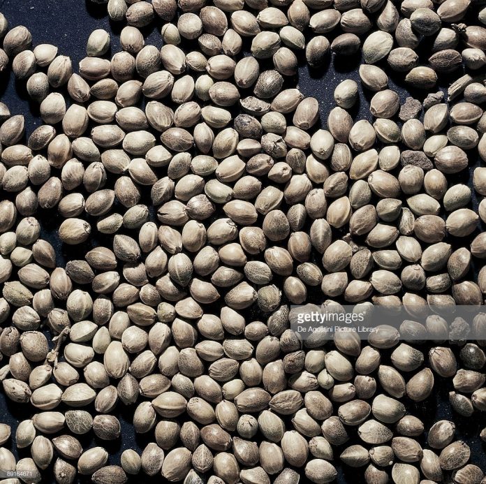Cannabis-sativa-seeds