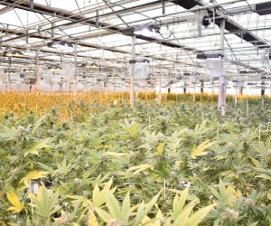 Get Ready For Hempire Jamaica crop-infrastructure-corp